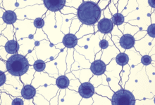 HeLa Cells: The Immortal Legacy in Biomedical Research