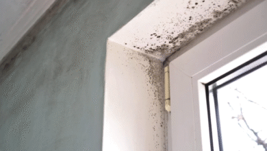 The Links Between Climate Change and Mold in Commercial Buildings