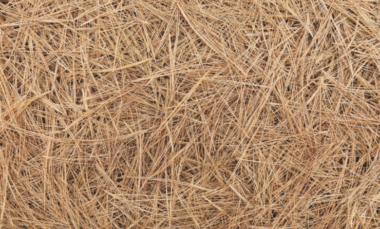 The Benefits of Using Pine Straw for Slopes and Hard-to-Reach Areas