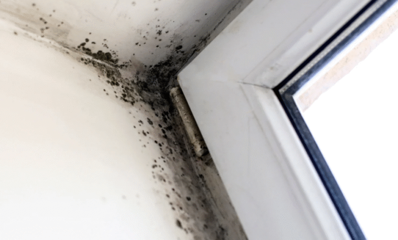 How to Identify Mold in HVAC Systems and Remove It Safely