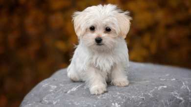 How Pet Waste Removal Prevents Disease and Parasite Infections in Pets