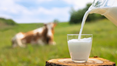 The Delayed Reaction: Understanding Late-Onset Cow’s Milk Allergy